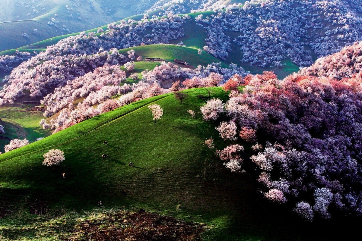 春天最适合小住三五天的12个地方，错过这些美景，又要等一年