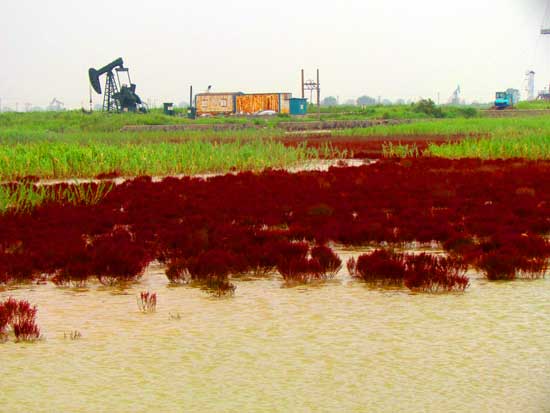 山东旅游：探寻黄河流入大海记（图）