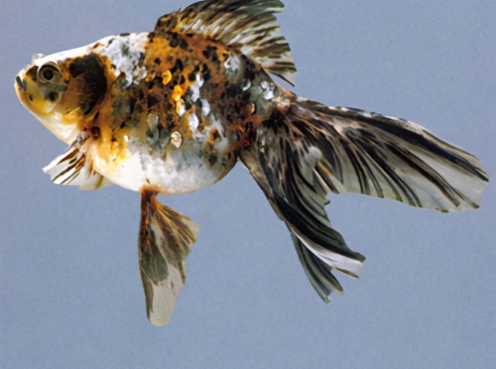 五鳍相逢:棕色高头翻鳃:紫高头球:玉印头球:花高头球:红文鱼球:红虎头