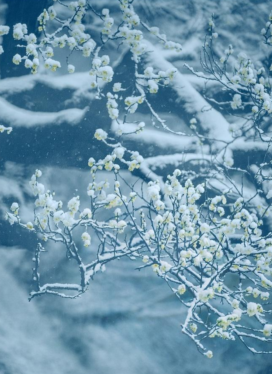 ​梅花香自苦寒来，十首观梅的诗词，一起欣赏美丽的梅花吧-第4张图片-非凡网