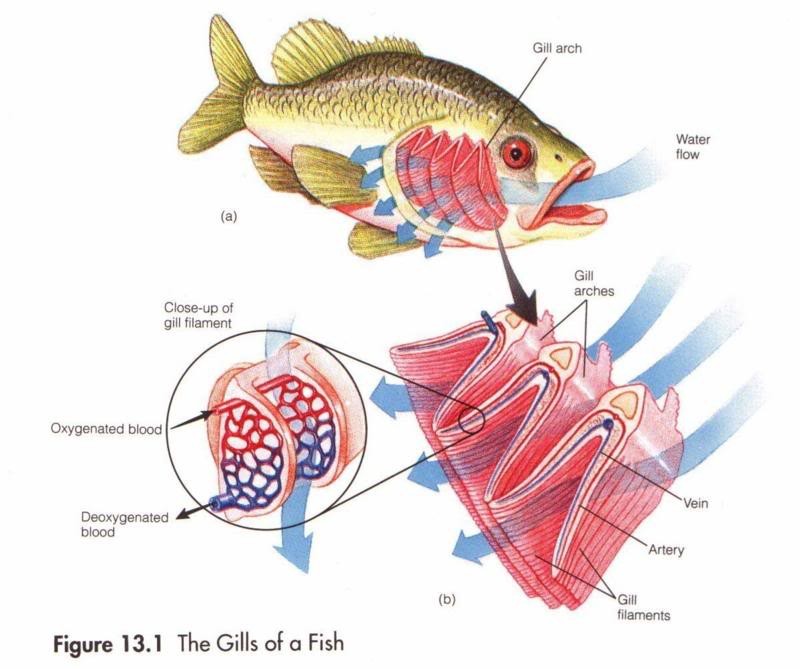 為什麼魚死了都不閉眼 那它們怎麼睡覺 魚類的視力怎麼樣 資訊咖