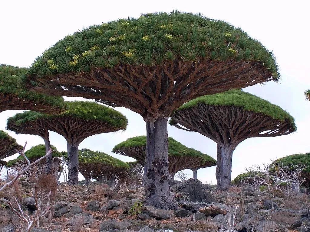 索科特拉島龍血樹 Dracaena cinnabari