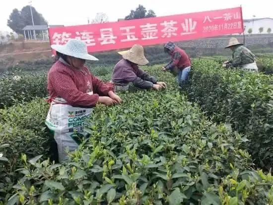 筠连县与“华联农业”达成合作 共同施策助力农业品质提升