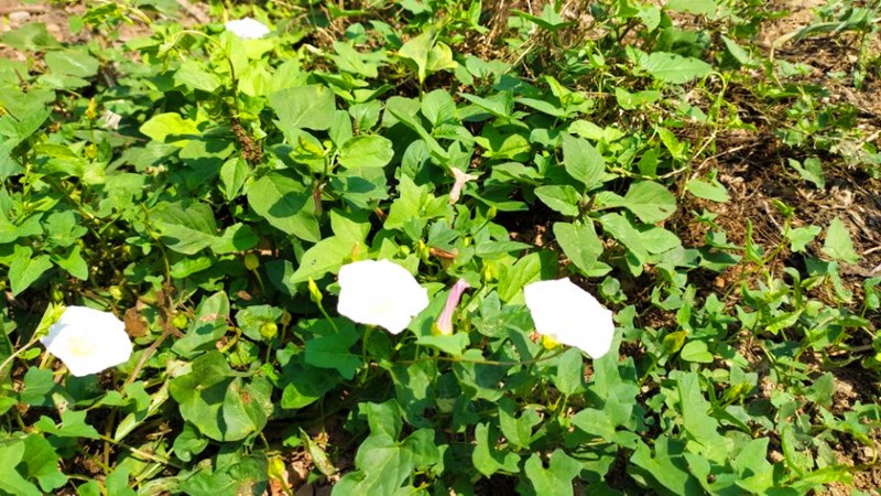 夢到澆地預示什麼意思(夢到別人澆地什麼意思)_暢隆解夢網