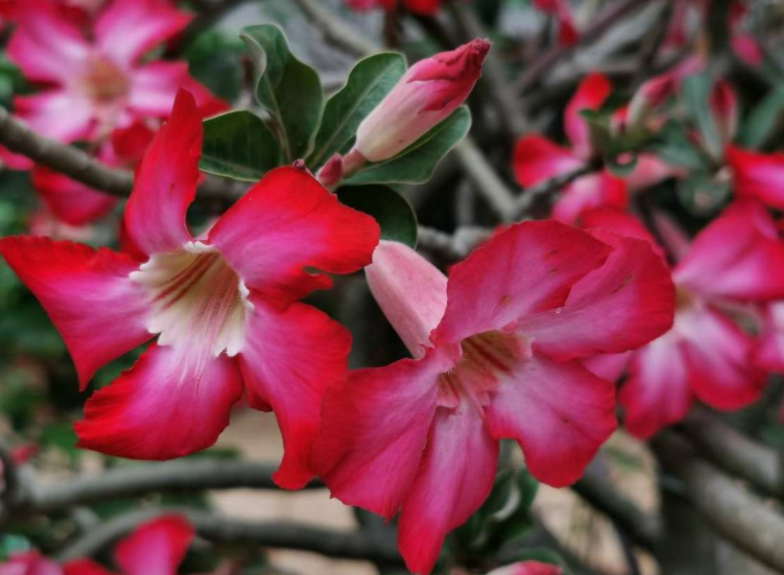 常见植物的配土方式 记住了不吃亏 植物越长越壮 简易百科