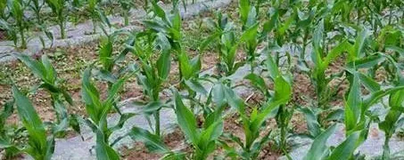 苗前没封住，苗后上绝招！杠杠滴