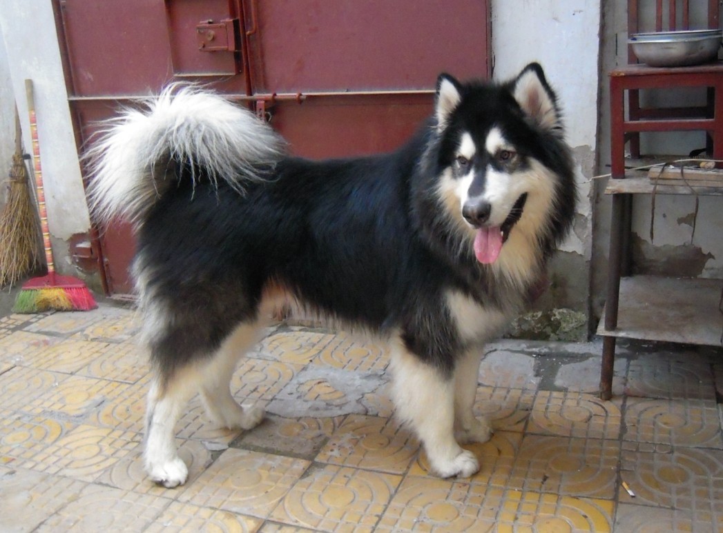 訓<a href=/zhonglei/gou/ target=_blank class=infotextkey>狗</a>新手必看！阿拉斯加犬怎么訓練讓它聽話服從？