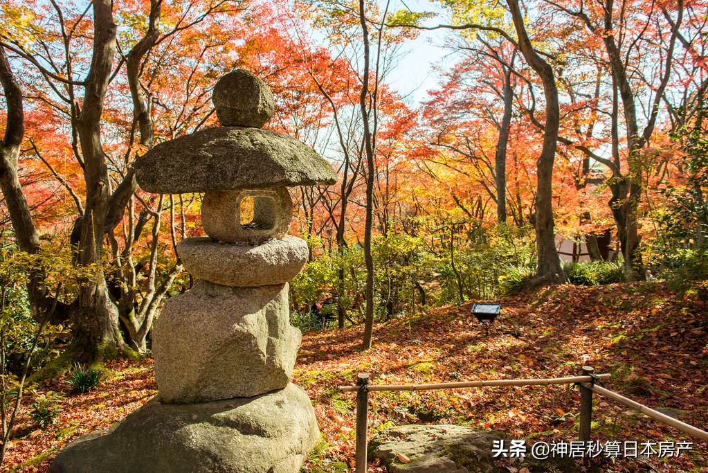 最令人期待的日本之秋，莫过于这一抹红