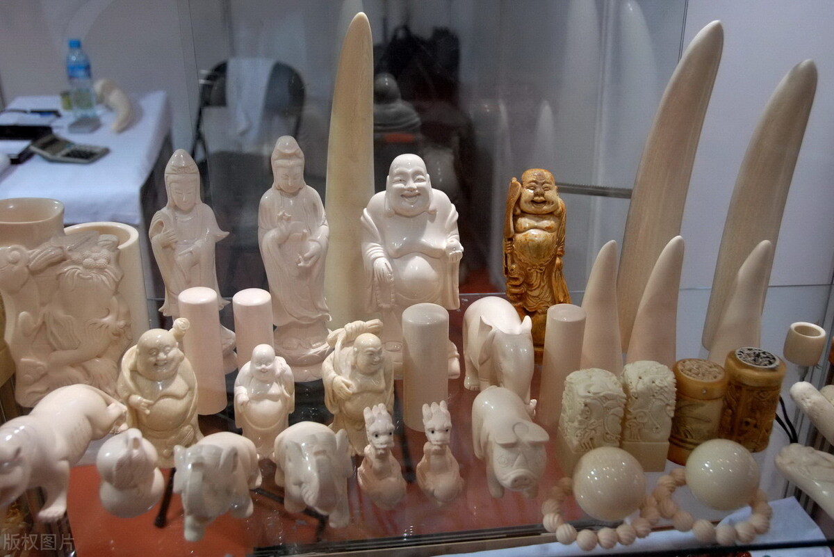 象牙珍貴在哪，為什麽那麽多人想要得到？象牙到底有什麽作用？