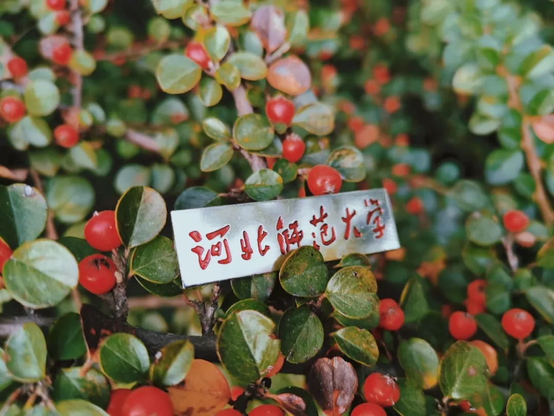 河北各高校秋景来了,有你的校园记忆吗?