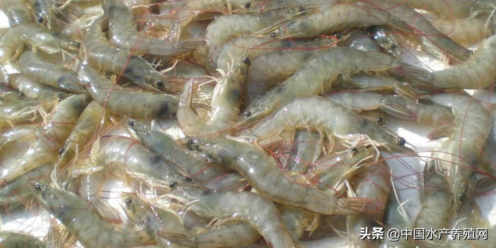市场疲软对虾又掉价，如东连续5周降价，只有山东湛江虾价暂时稳定