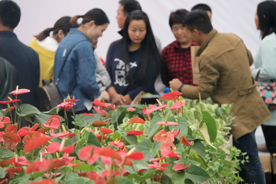 2020沭陽(yáng)花木節(jié)“家庭園藝展”展位招商火熱進(jìn)行中