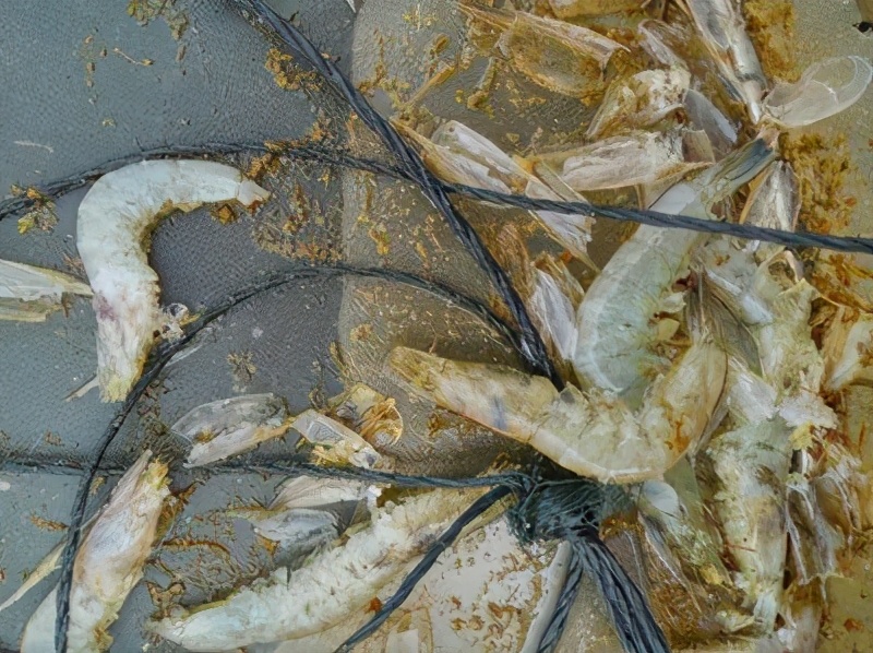 快收藏！老虾农传授南美白对虾“软壳病”防治方法
