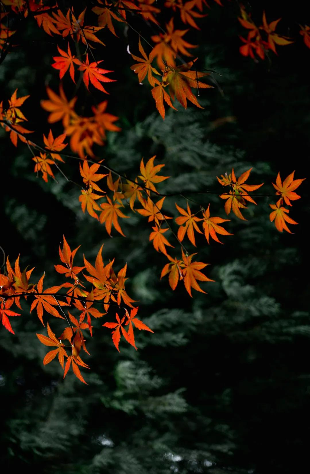 武汉这个漫长的秋天，是大自然馈赠的礼物啊