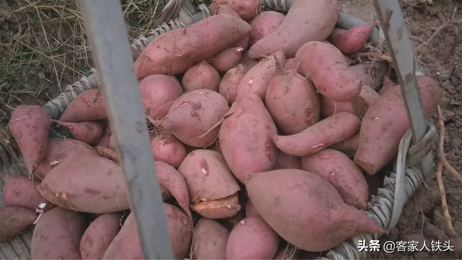 20斤红薯做客家传统小吃，香甜软糯做法简单，一开吃就停不下来