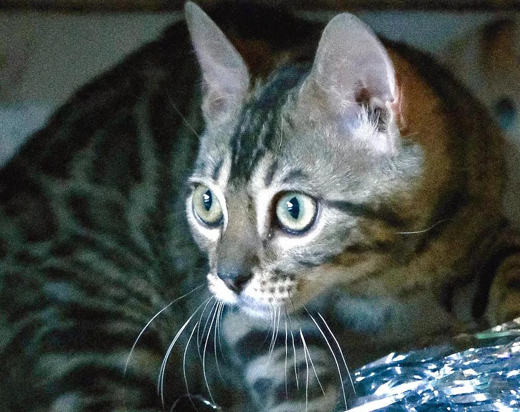 宠物拍摄猫咪篇