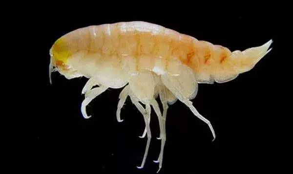 大海到底多深？说出来你都不一定会相信？海底