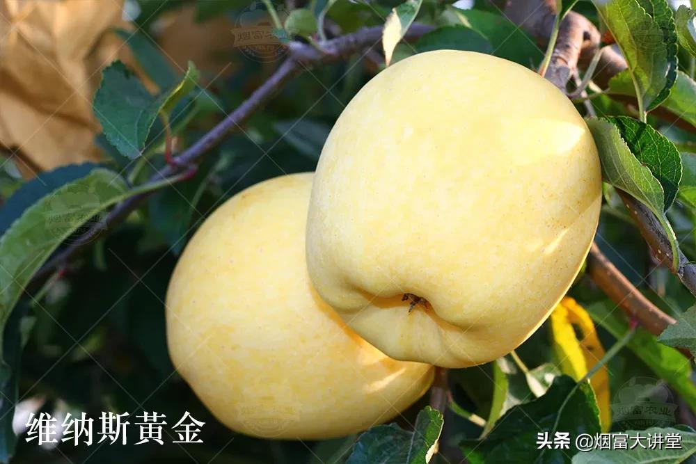 种植维纳斯黄金®苹果的果农朋友们,这个你一定要看