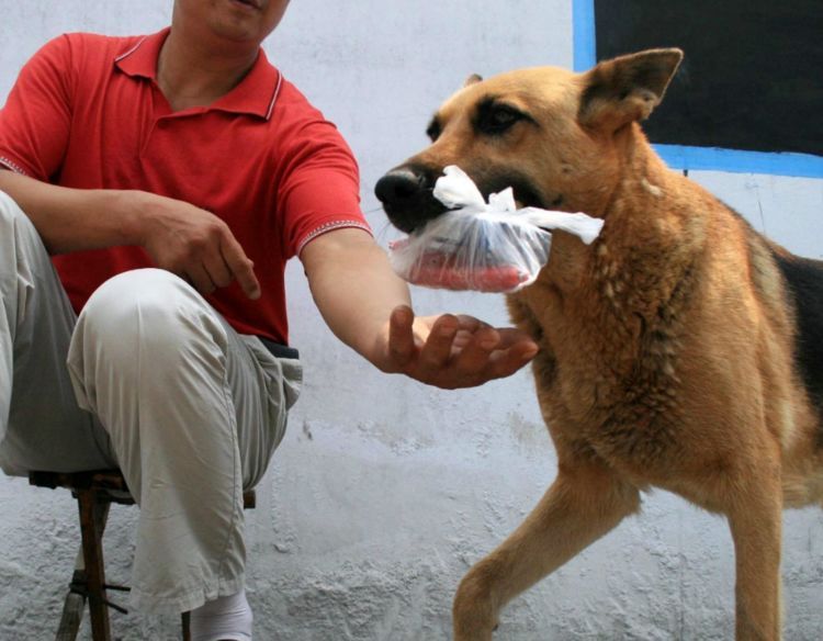 狗狗记住主人只需3个月，忘记主人要多久？答案你想不到