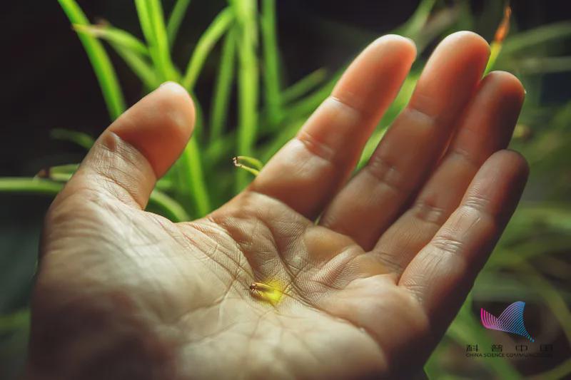 螢火蟲進入最佳觀賞期！萬萬沒想到，它發光竟然是為了求偶…