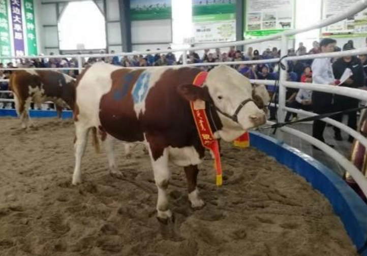 养牛关注：肉牛种业的昨天、今天和明天