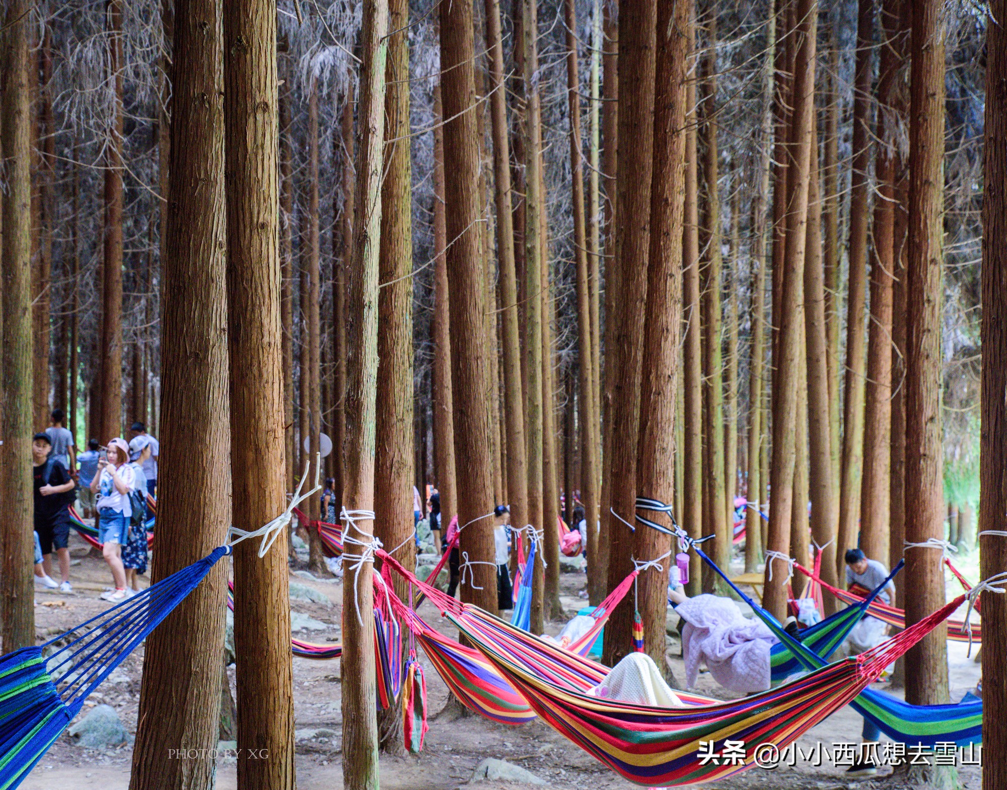 重庆不能错过的最美草场，夏季绝佳的避暑胜地，平均气温为23℃