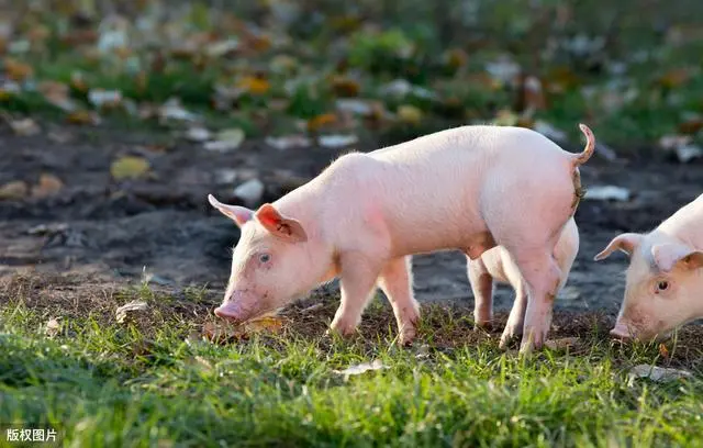 养猪行情骤变，猪价达到高峰，养户会盲目补栏