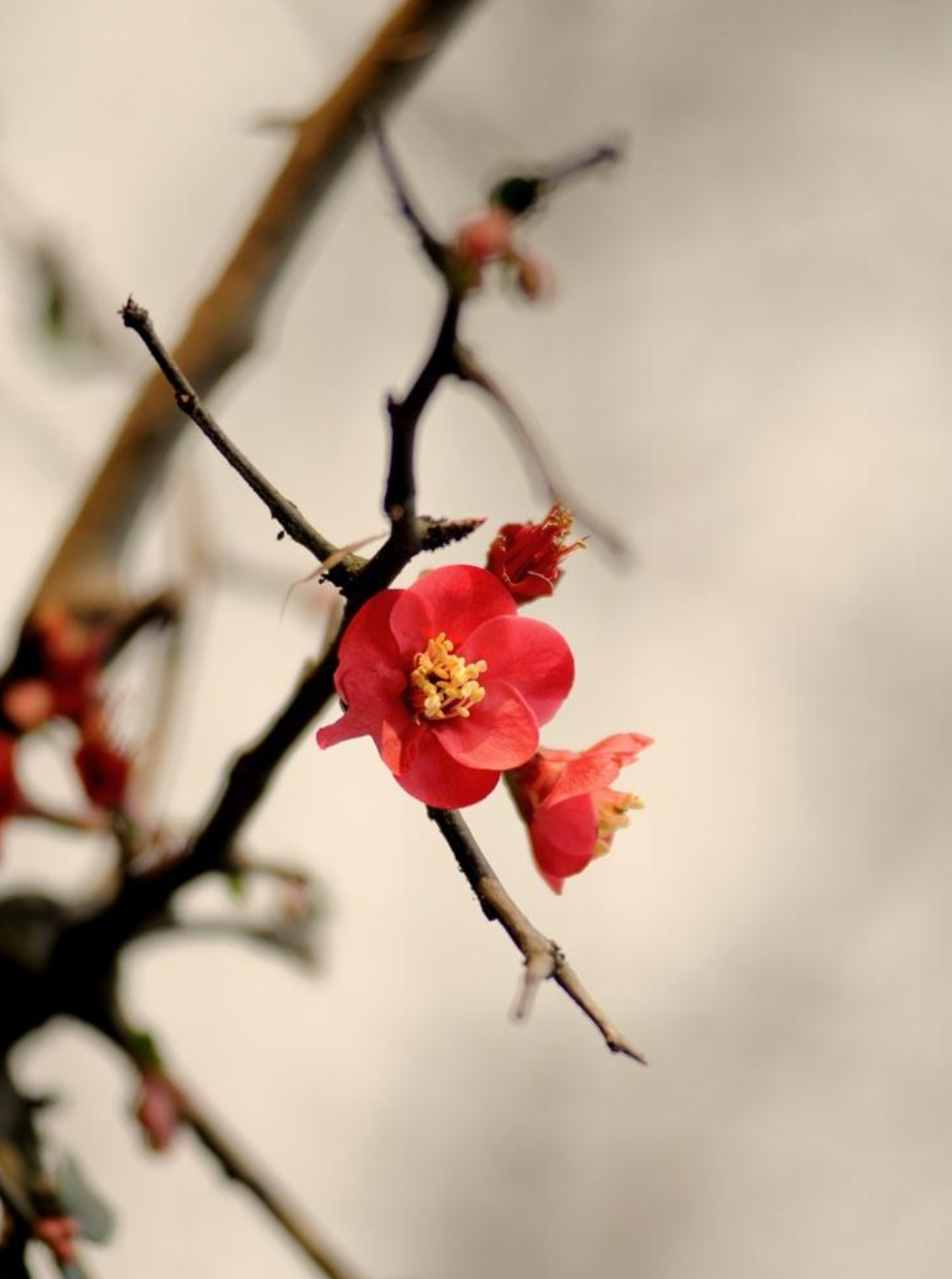 ​梅花香自苦寒来，十首观梅的诗词，一起欣赏美丽的梅花吧-第6张图片-非凡网