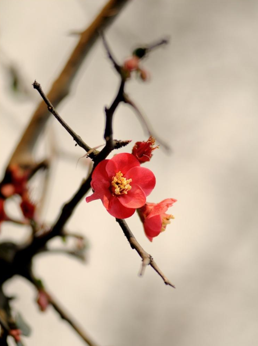 ​梅花香自苦寒来，十首观梅的诗词，一起欣赏美丽的梅花吧-第7张图片-诗句网