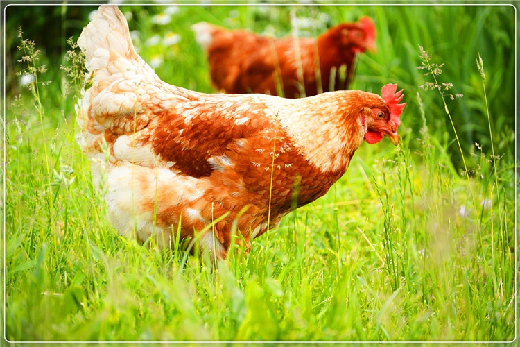 39岁返乡者，明年不准备外出打工，在农村养什么可以稳妥赚钱？