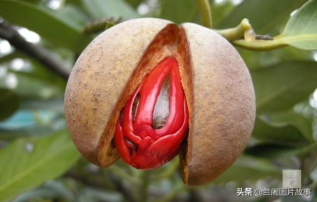 “豆蔻梢头二月初”，杜牧为何要用豆蔻形容妙龄少女？