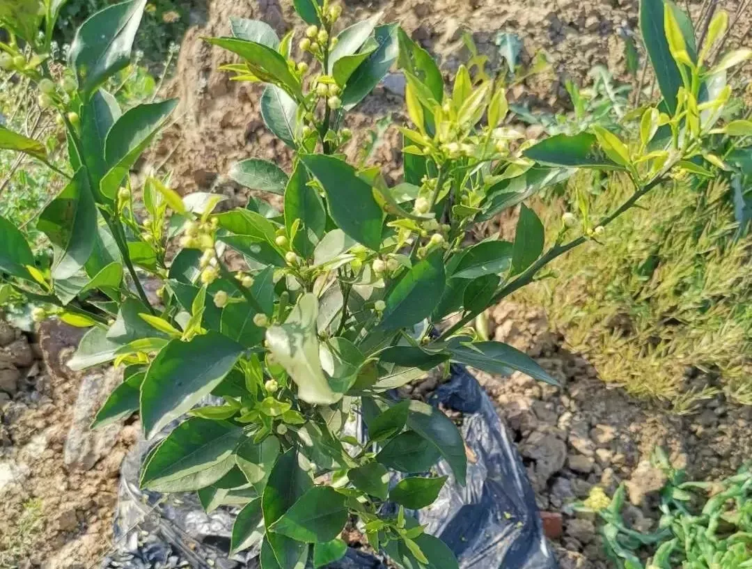 秋季返花、幼树早花,柑橘花芽分化期异常情况解析
