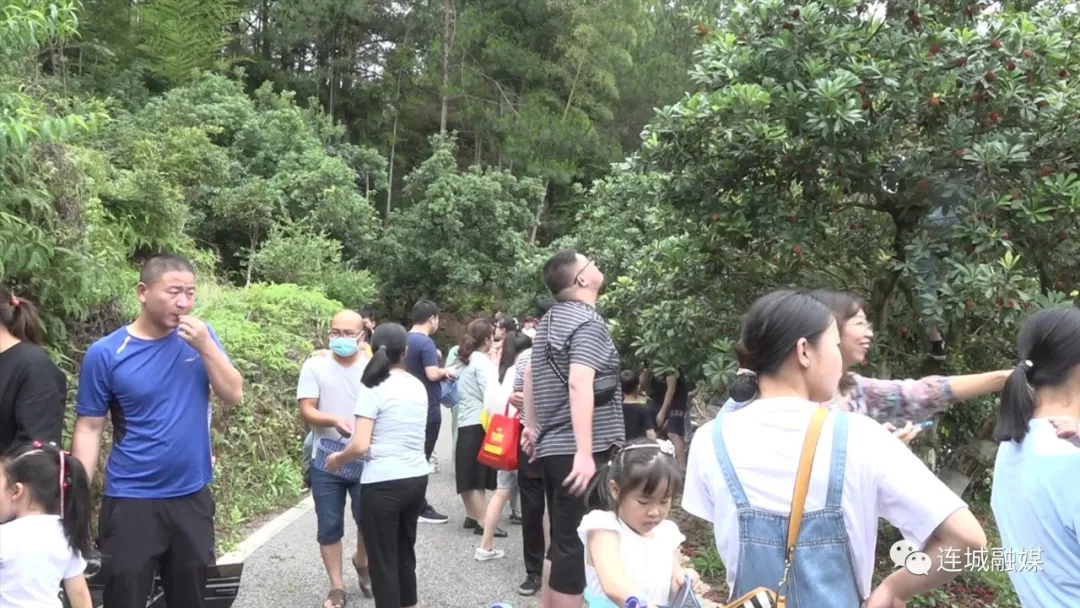 「全面推進鄉村振興」連城：舉辦星光森林旅游節暨客家硒都楊梅藍莓采摘文化節