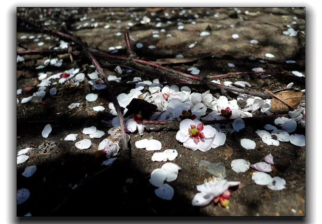 【人文临潭】杏花落了一地