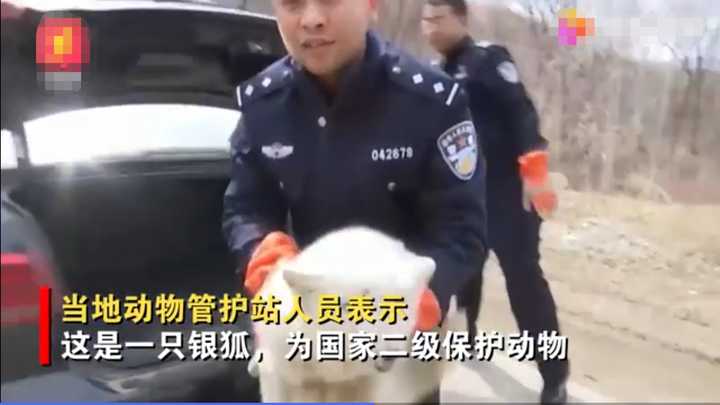 不愧是“狐貍精”，知道“有困難找警察”！東北銀狐進派出所求助