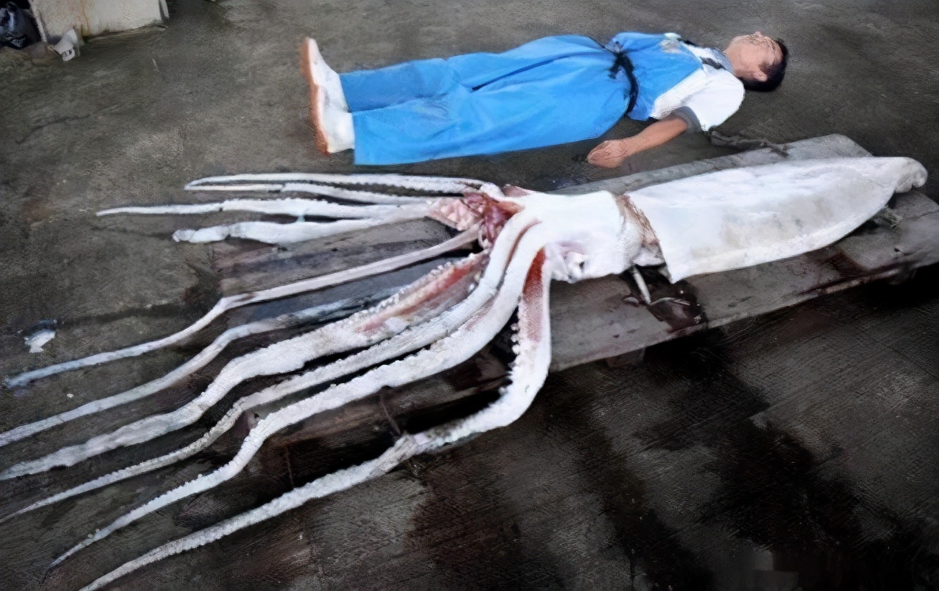 日本海岸发现巨型乌贼尸体，真的是灾难预兆？ - 知乎