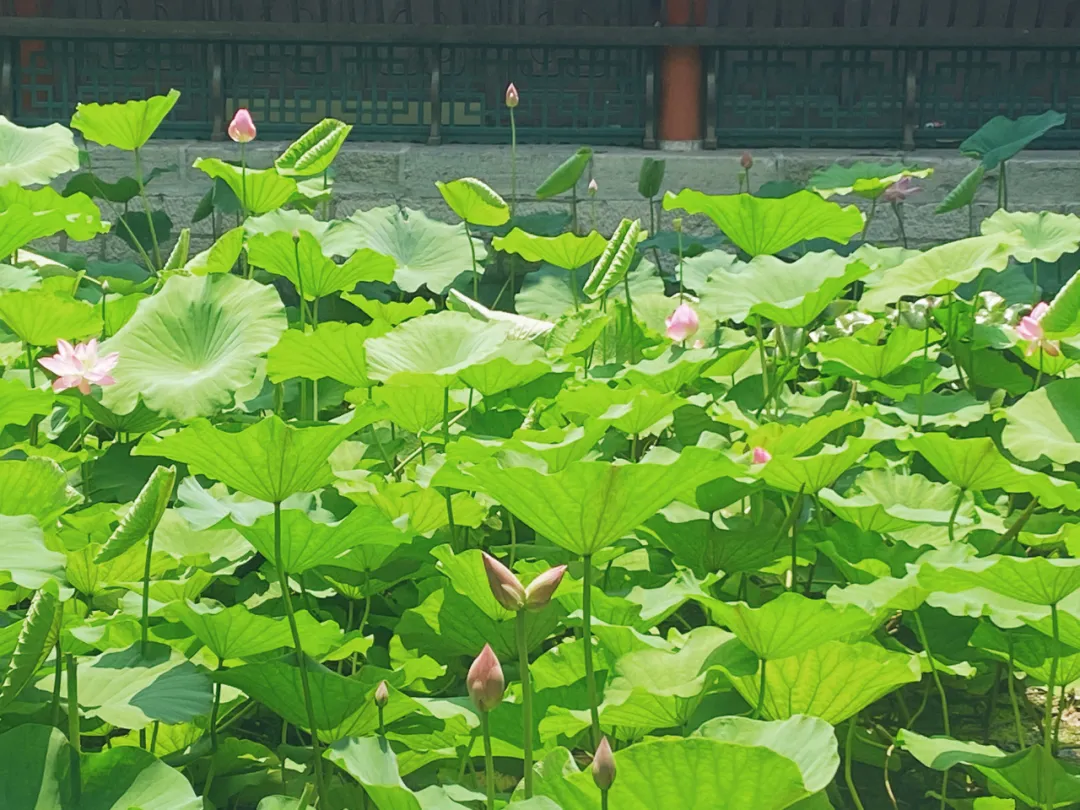 并蒂莲完美绽放!请收好这份来自济南大明湖的好运