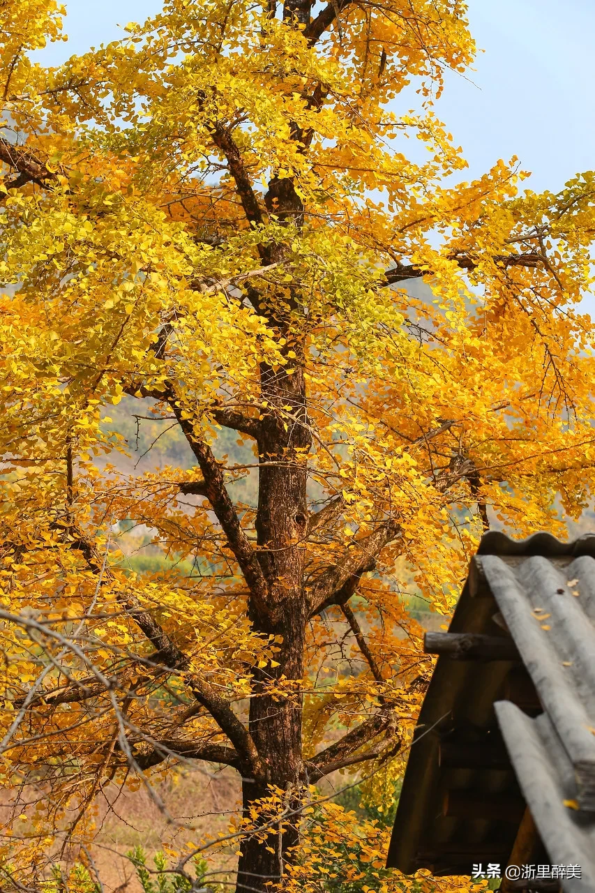 10 ancient towns with beautiful autumn colors, if you are tired, go to stay for a few days