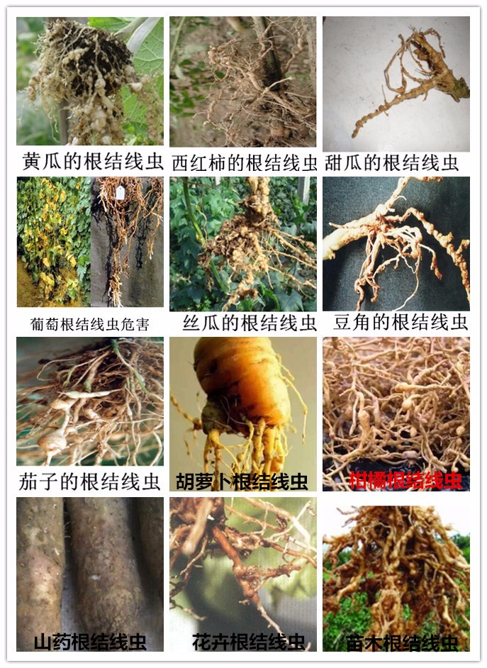 如何防治柑橘根結(jié)線蟲，淡紫紫孢菌生物防治根結(jié)線蟲