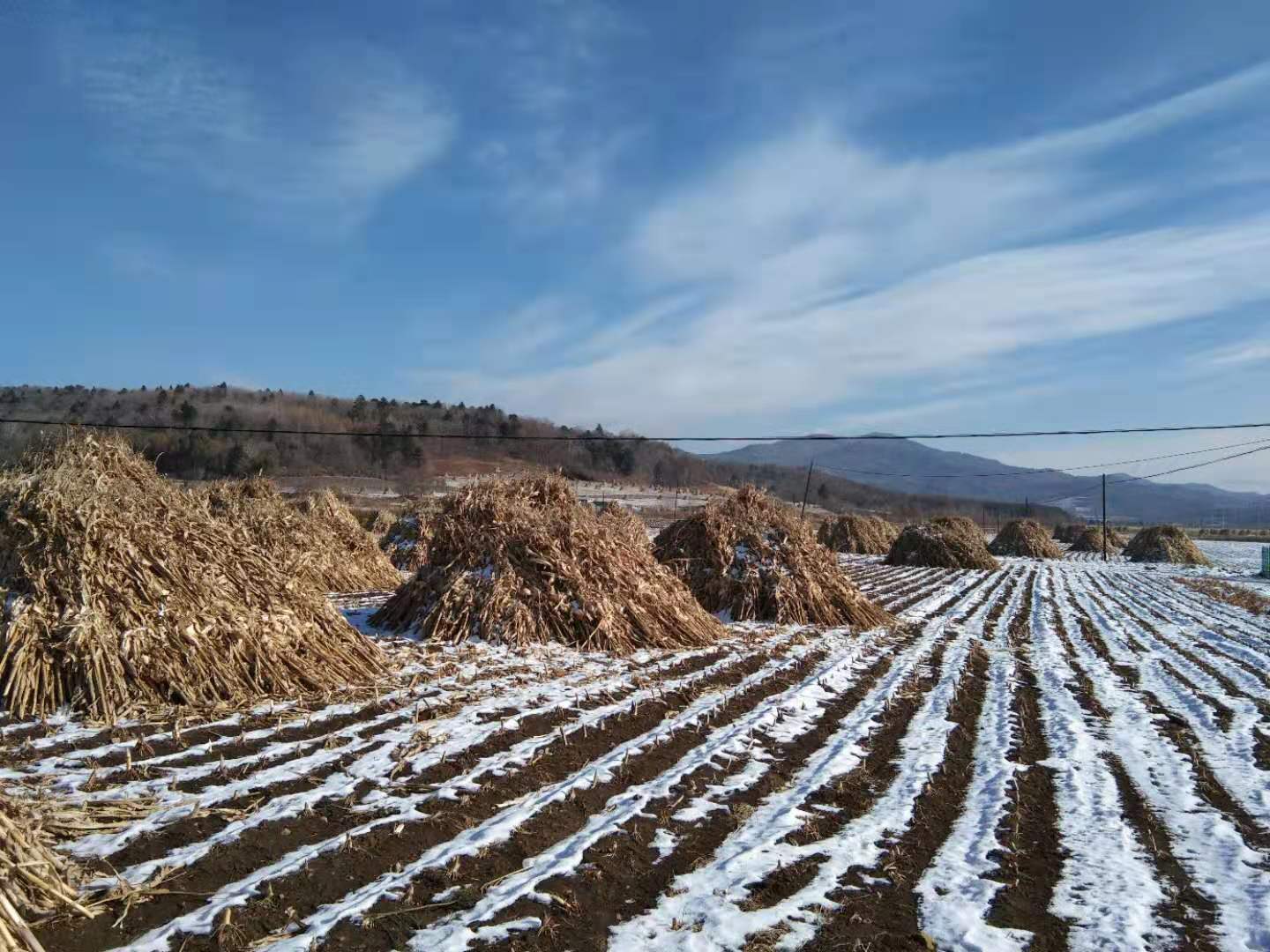 新立村种粮养牛奔富路