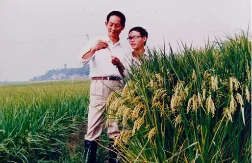 91岁袁隆平去世，5分钟回顾“杂交水稻之父”的一生-第11张图片-大千世界