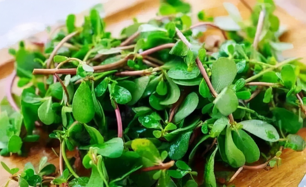 「中医药膳」清热“凉草”马齿苋