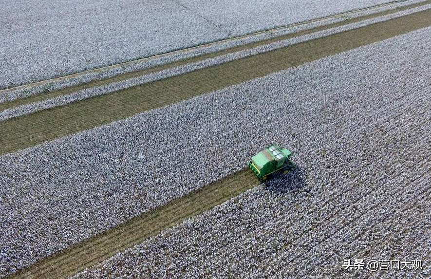Take you to understand relevant knowledge of cotton, nod assist for top class Xinjiang cotton together