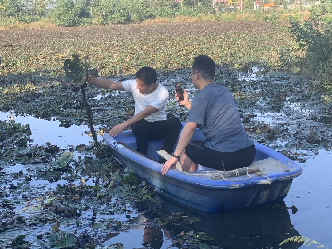 千年弋江，藕遇四连农产品助农直播和产销对接会活动获得圆满成功