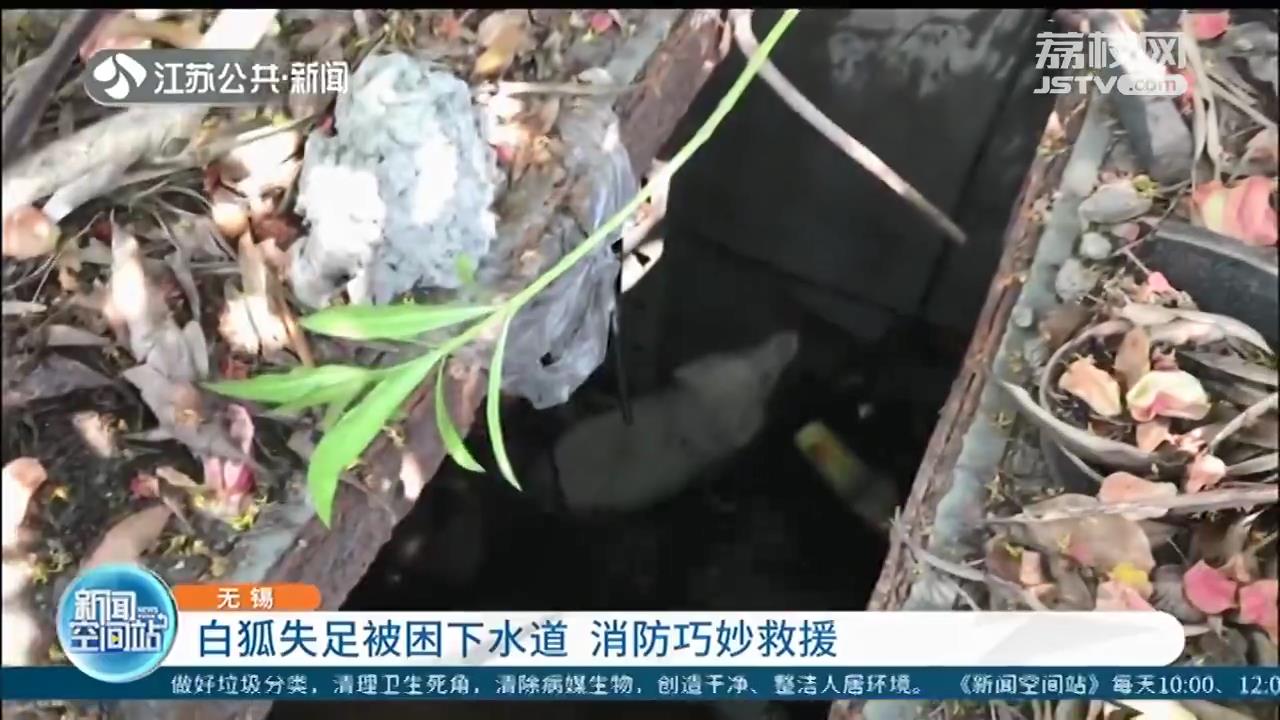 被遗弃白狐困在下水道 消防员用绳结巧妙救援