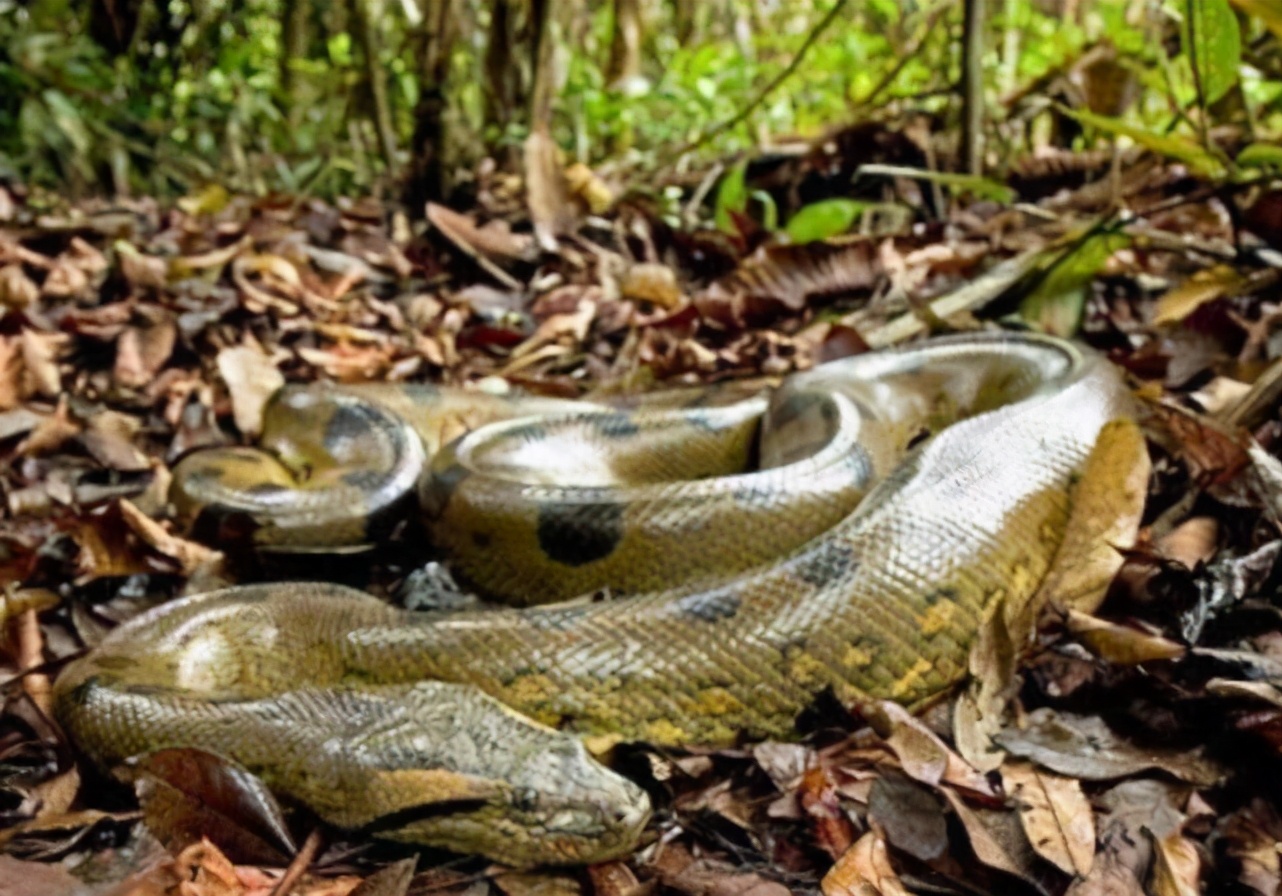 世界上最大的10种蛇——Owlcation - 188jdc金宝搏