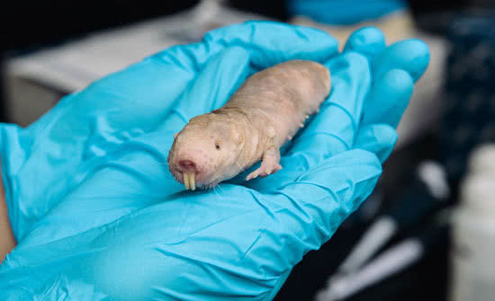 吃一顿饭可以活10年，寿命可达100岁，动物们的趣事多-第16张图片-大千世界