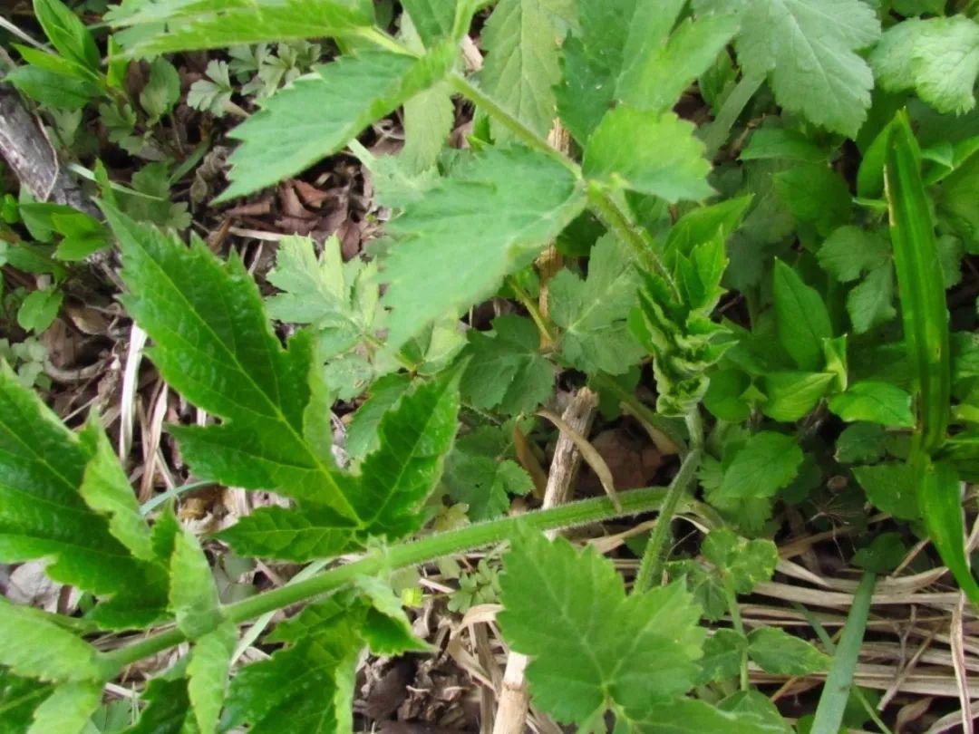 农村100种野菜图片名单1000种野菜图片