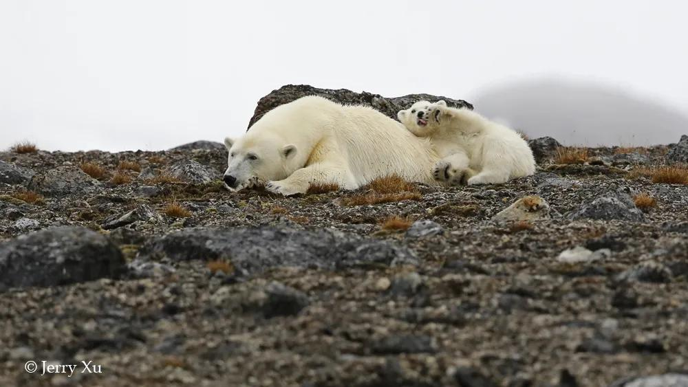 国际北极熊日，一起来欣赏那浮冰上的白胖子