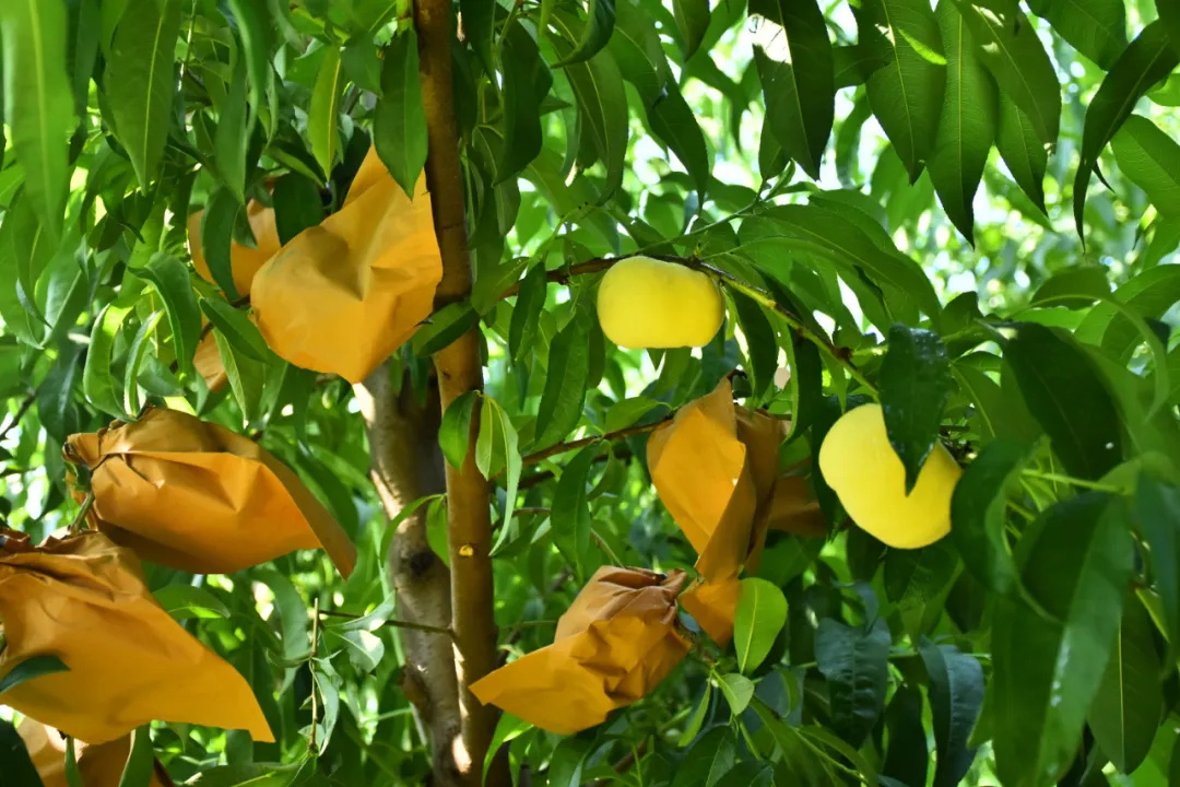 辰颐物语:蒙阴黄金蟠桃:桃香馥郁,甜蜜四溢!(一年一会)